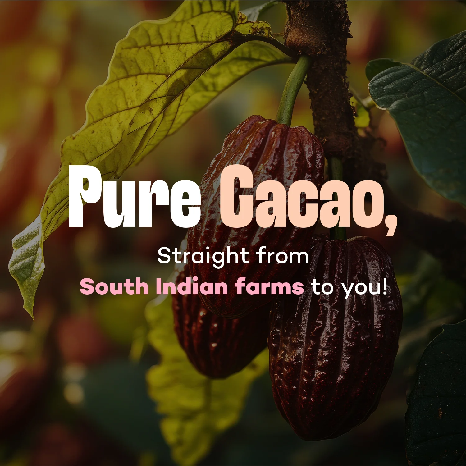Organic Cacao Powder, 300g | Non-Alkalised | Raw | Vegan | Artisanal Indian Cacao | Single-Origin - Image 4
